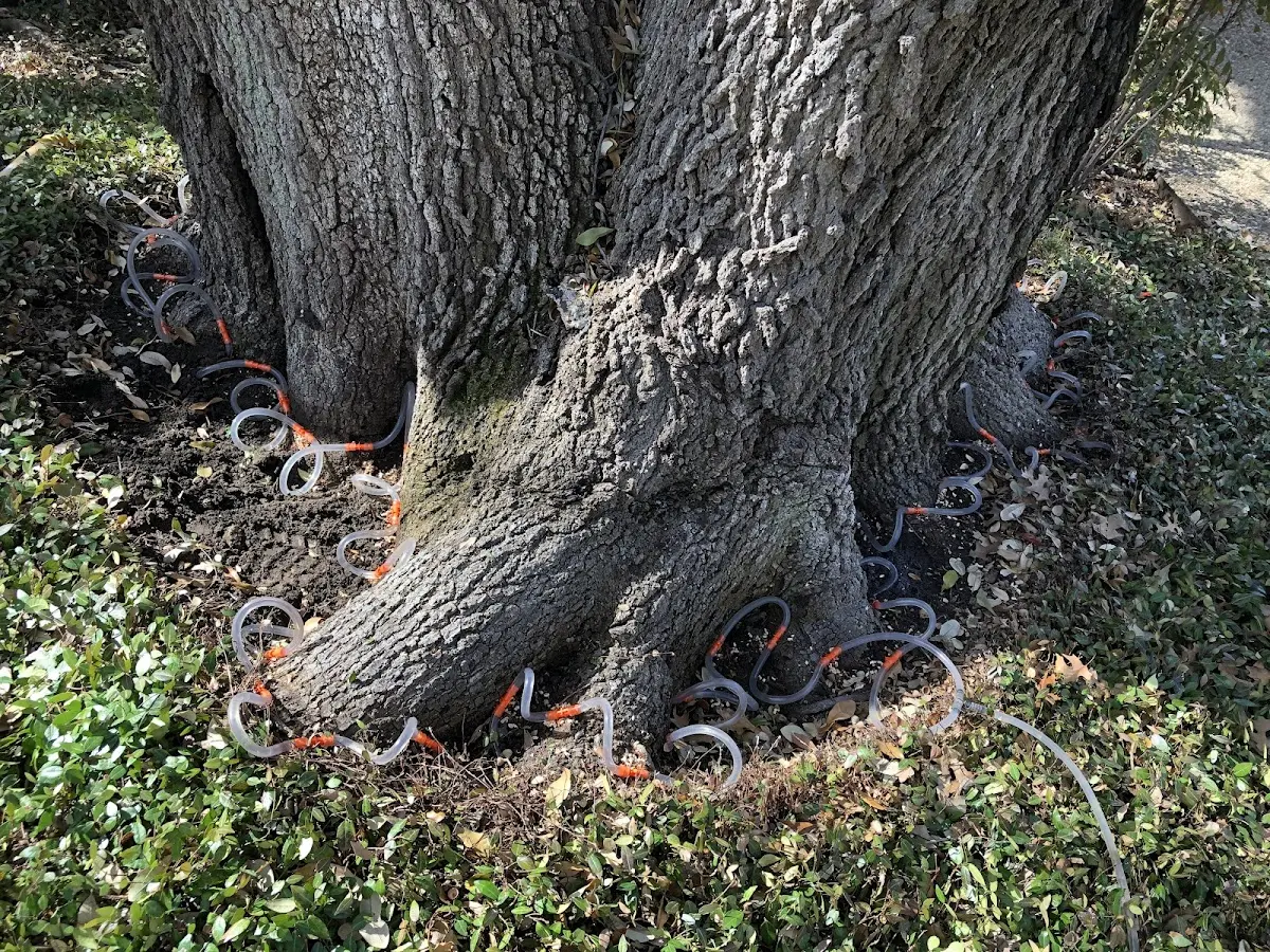 Detailed Tree Cabling and Bracing job site in Wales Center