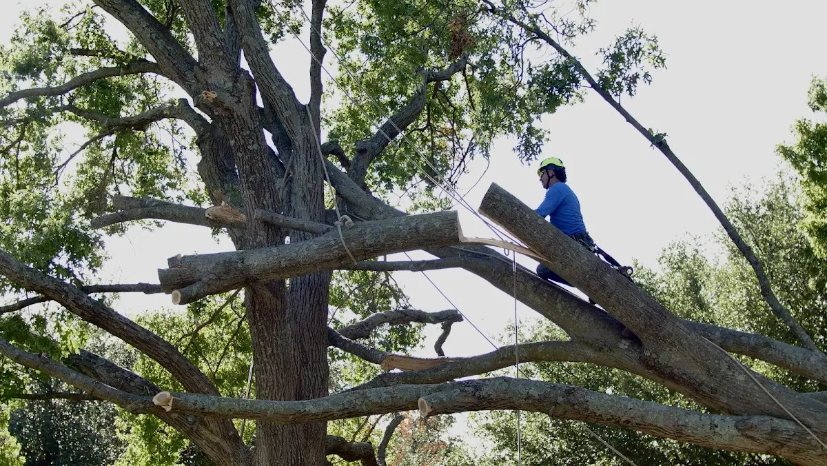 Professional Hazardous Tree Removal performed by certified arborists in Wales Center