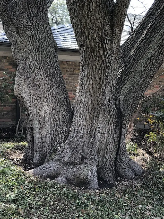 Mature heritage tree close to a Wales Center property cared for by certified arborists
